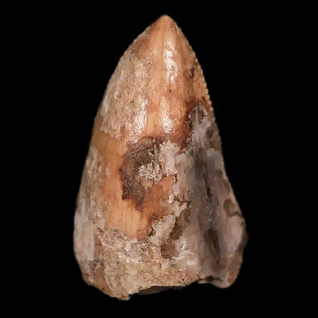 0.5" Phytosaur Fossil Tooth Triassic Age Archosaur Redonda FM NM COA & Display