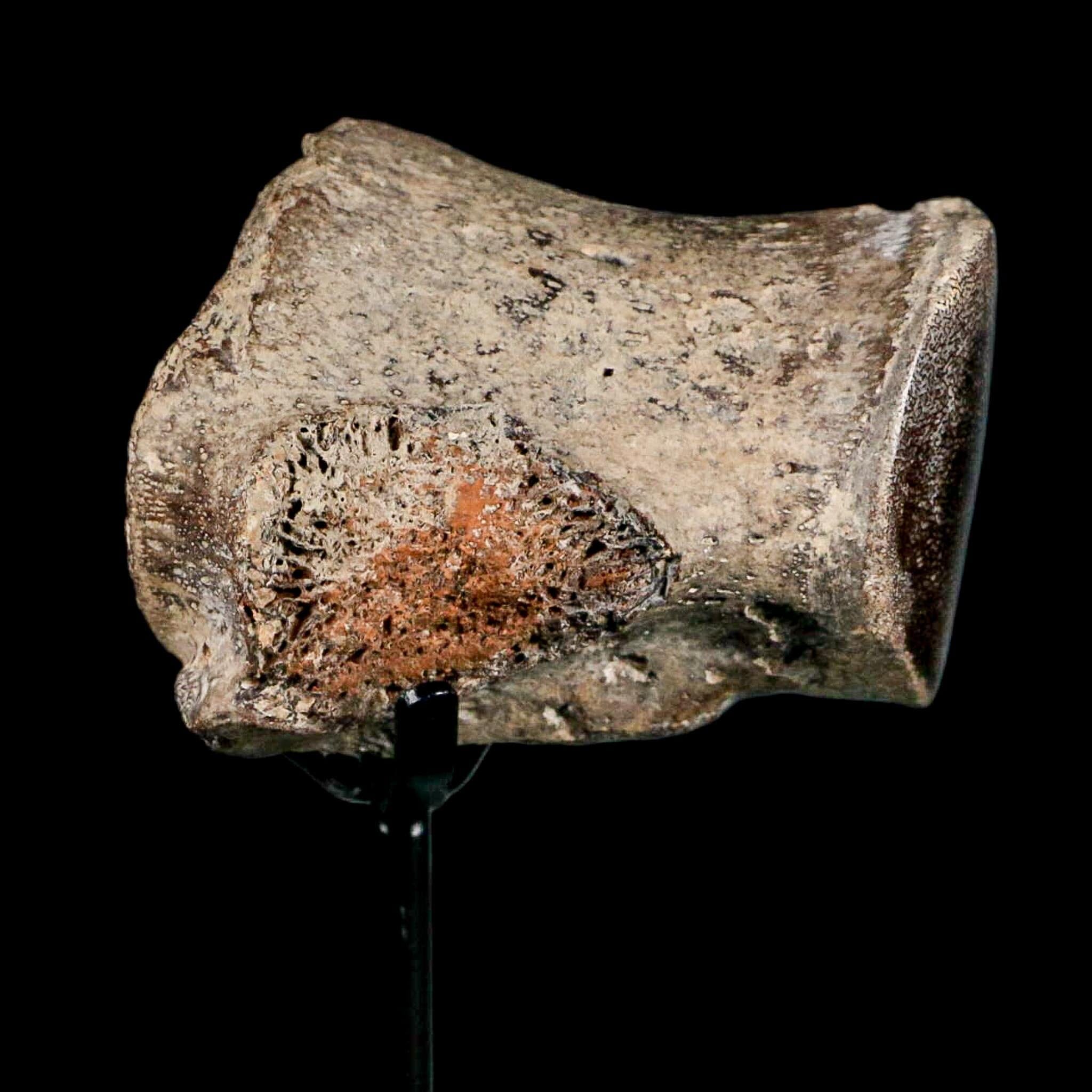 2.7" Mosasaur Fossil Polished Vertebrae Cretaceous Dinosaur Era TX Ozan FM COA, Stand - Fossil Age Minerals