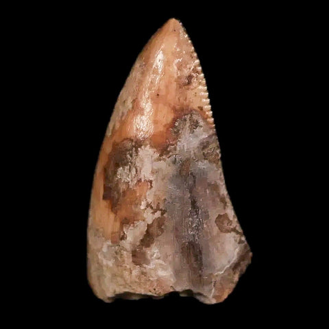 0.5" Phytosaur Fossil Tooth Triassic Age Archosaur Redonda FM NM COA & Display - Fossil Age Minerals