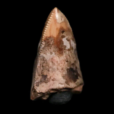 0.5" Phytosaur Fossil Tooth Triassic Age Archosaur Redonda FM NM COA & Display - Fossil Age Minerals