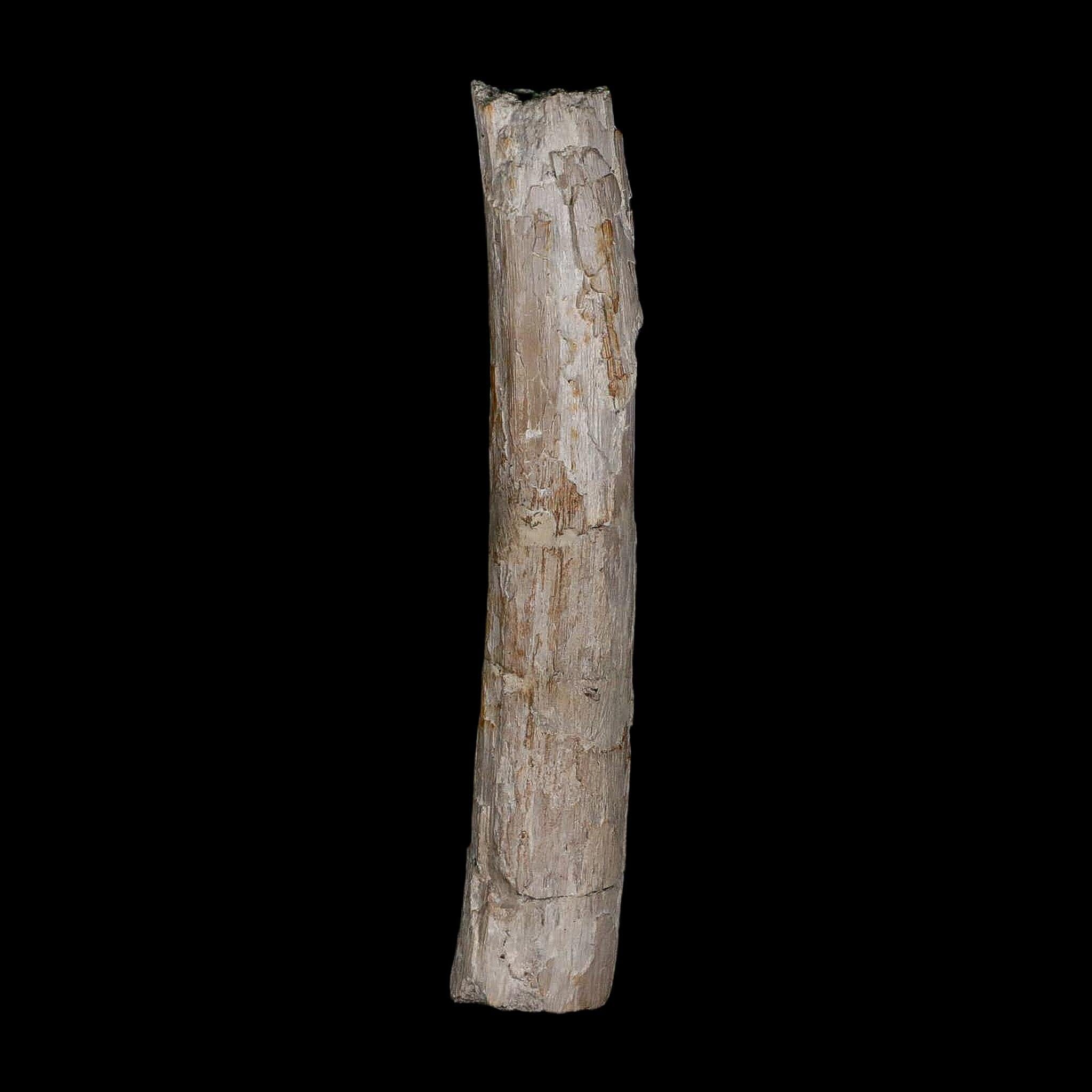 3.9" Phytosaur Fossil Rib Bone Late Triassic Age Archosaur Chinle FM, AZ COA - Fossil Age Minerals