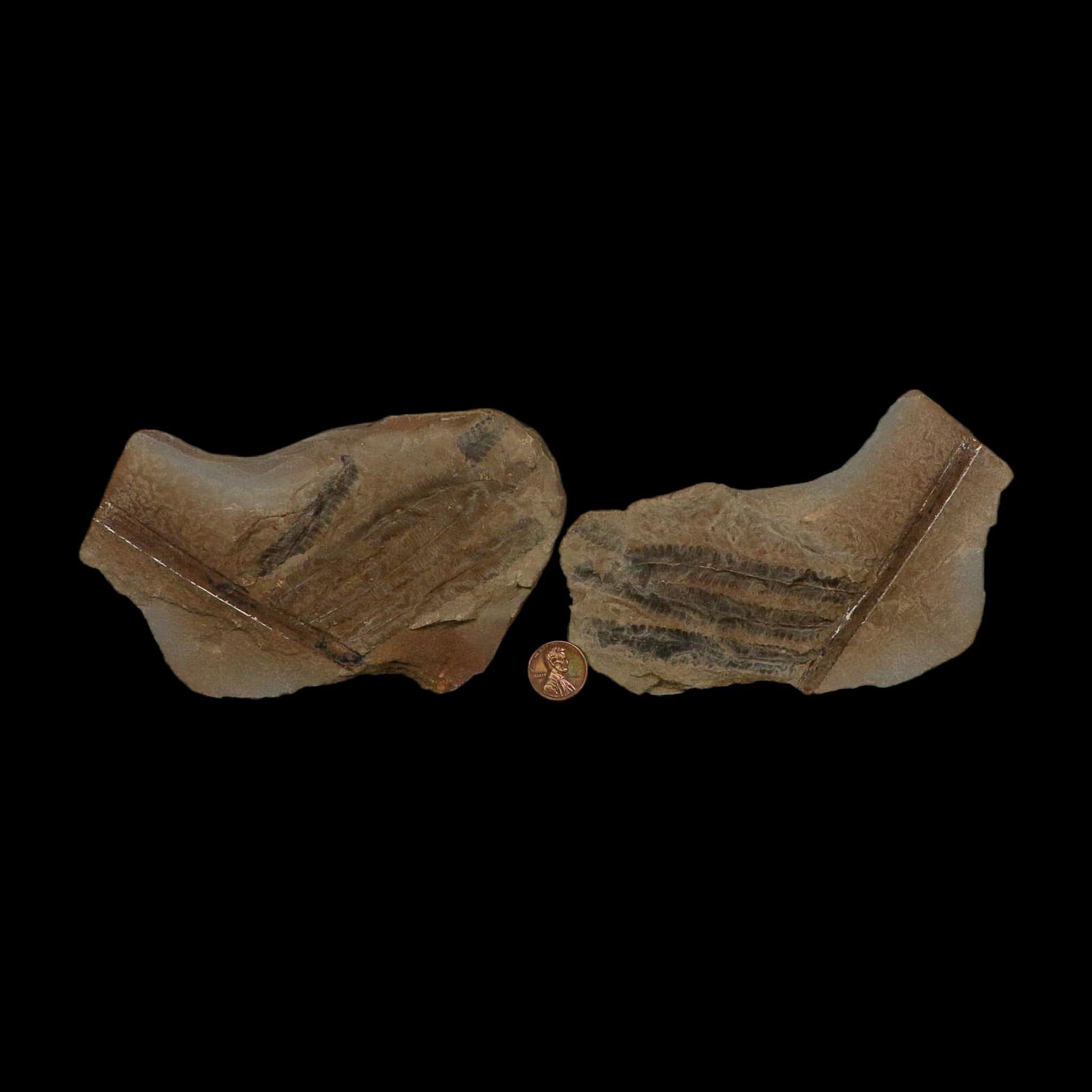 4.6" Pecopteris Fossil Leaves Mazon Creek Nodule Pennsylvanian Age Split-Pair - Fossil Age Minerals