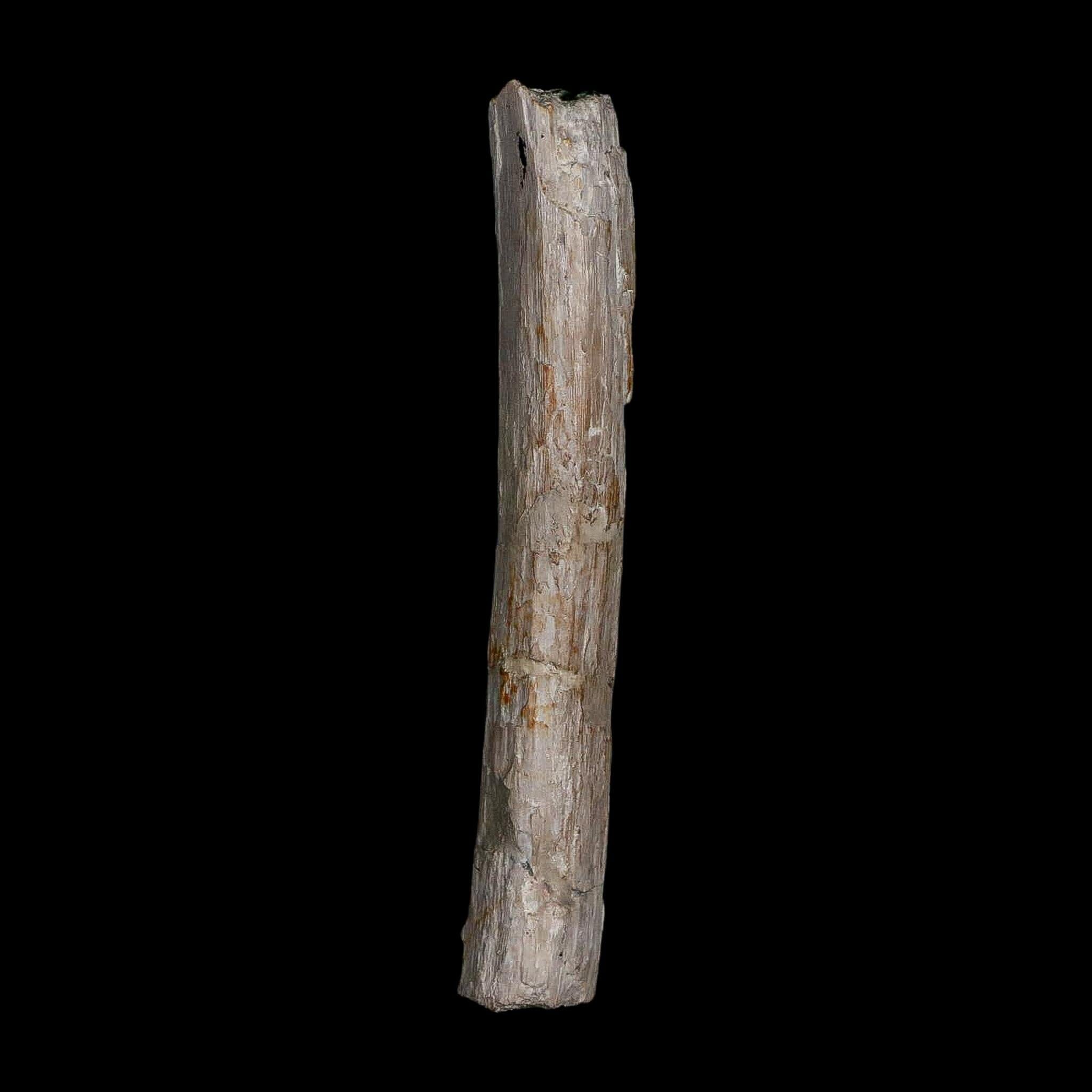 3.9" Phytosaur Fossil Rib Bone Late Triassic Age Archosaur Chinle FM, AZ COA - Fossil Age Minerals