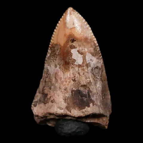 0.5" Phytosaur Fossil Tooth Triassic Age Archosaur Redonda FM NM COA & Display - Fossil Age Minerals