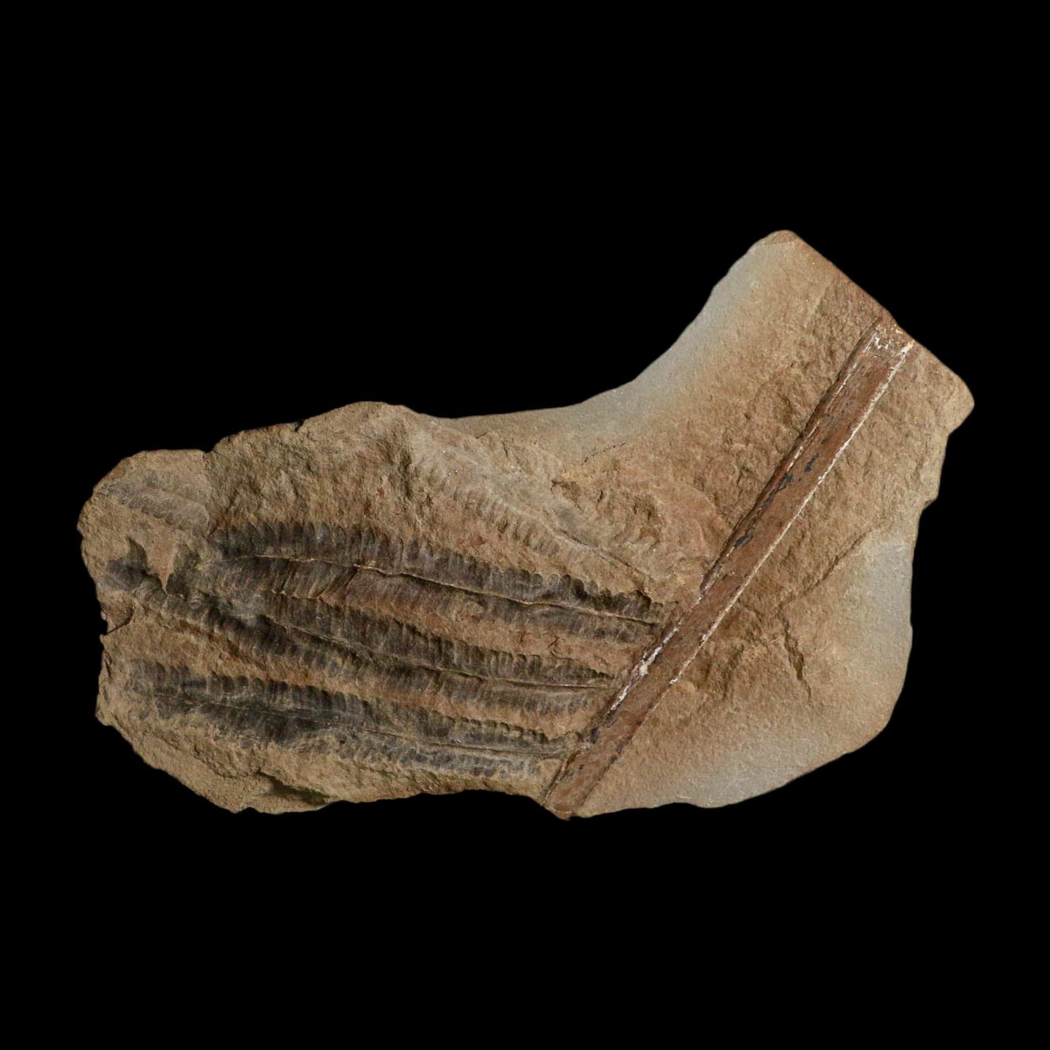 4.6" Pecopteris Fossil Leaves Mazon Creek Nodule Pennsylvanian Age Split-Pair - Fossil Age Minerals