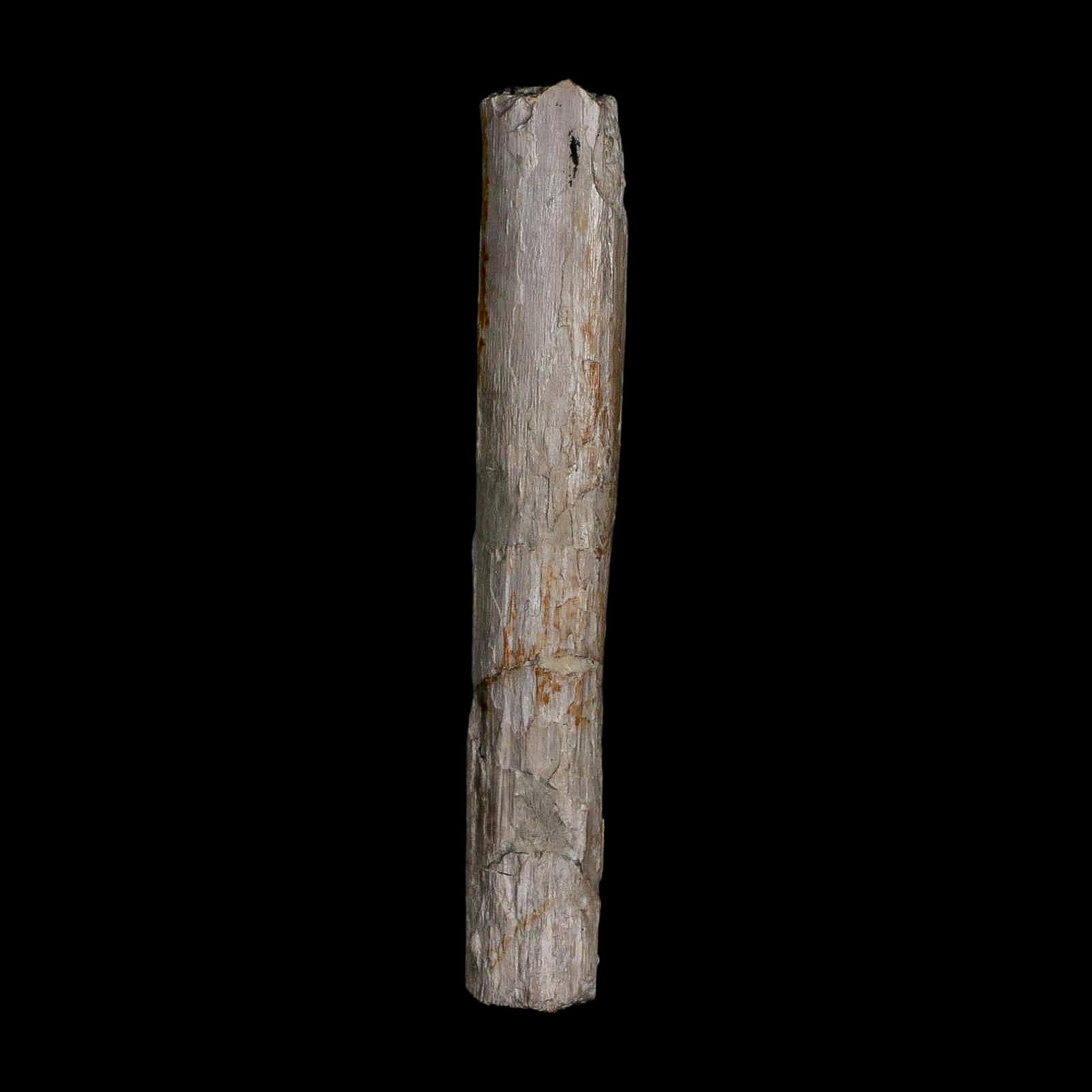 3.9" Phytosaur Fossil Rib Bone Late Triassic Age Archosaur Chinle FM, AZ COA - Fossil Age Minerals