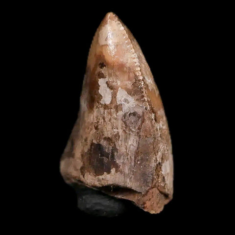 0.5" Phytosaur Fossil Tooth Triassic Age Archosaur Redonda FM NM COA & Display - Fossil Age Minerals