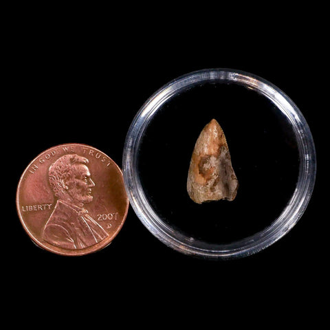 0.5" Phytosaur Fossil Tooth Triassic Age Archosaur Redonda FM NM COA & Display - Fossil Age Minerals