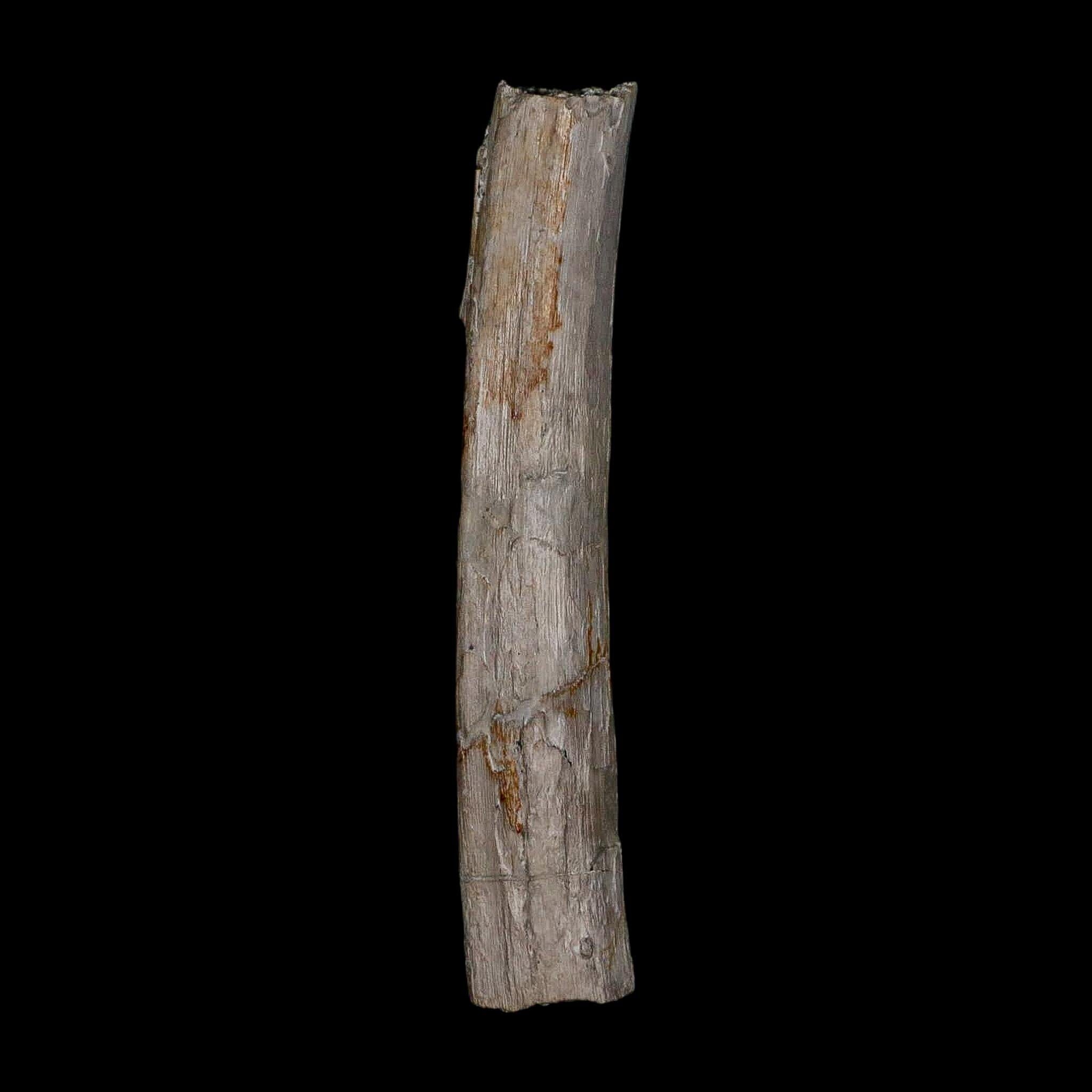 3.9" Phytosaur Fossil Rib Bone Late Triassic Age Archosaur Chinle FM, AZ COA - Fossil Age Minerals
