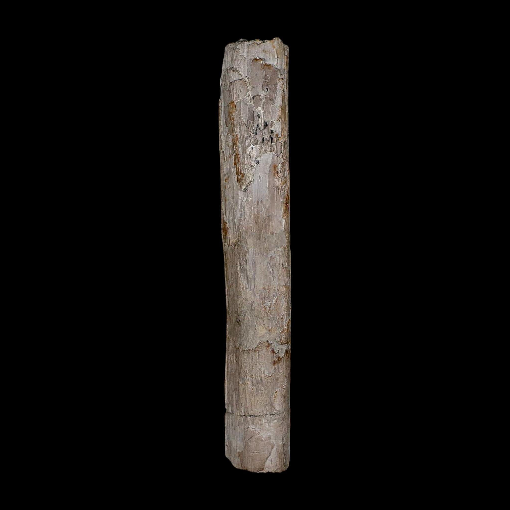 3.9" Phytosaur Fossil Rib Bone Late Triassic Age Archosaur Chinle FM, AZ COA - Fossil Age Minerals