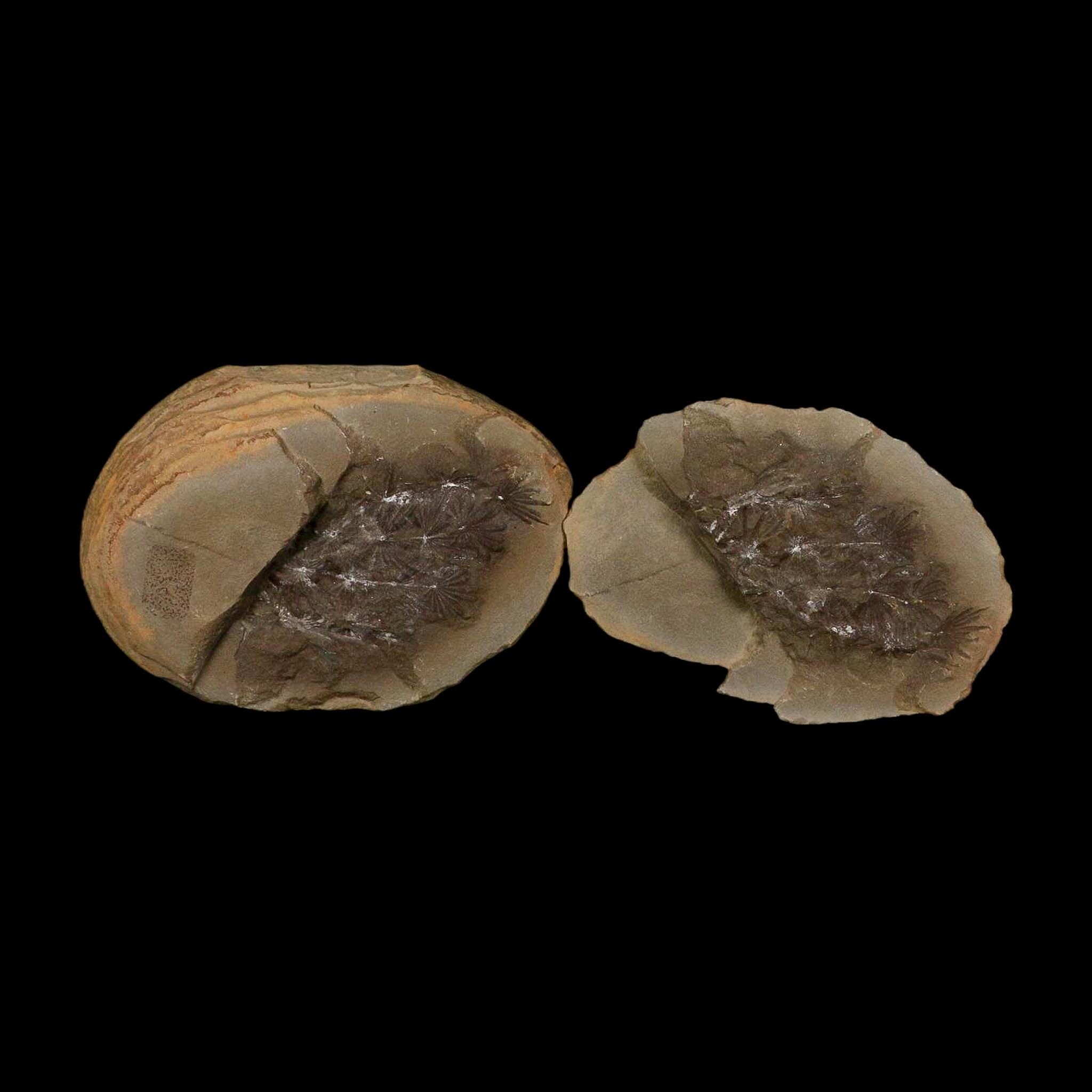 3.5" Annularia Fossil Leaves Mazon Creek Nodule Pennsylvanian Age Split-Pair - Fossil Age Minerals
