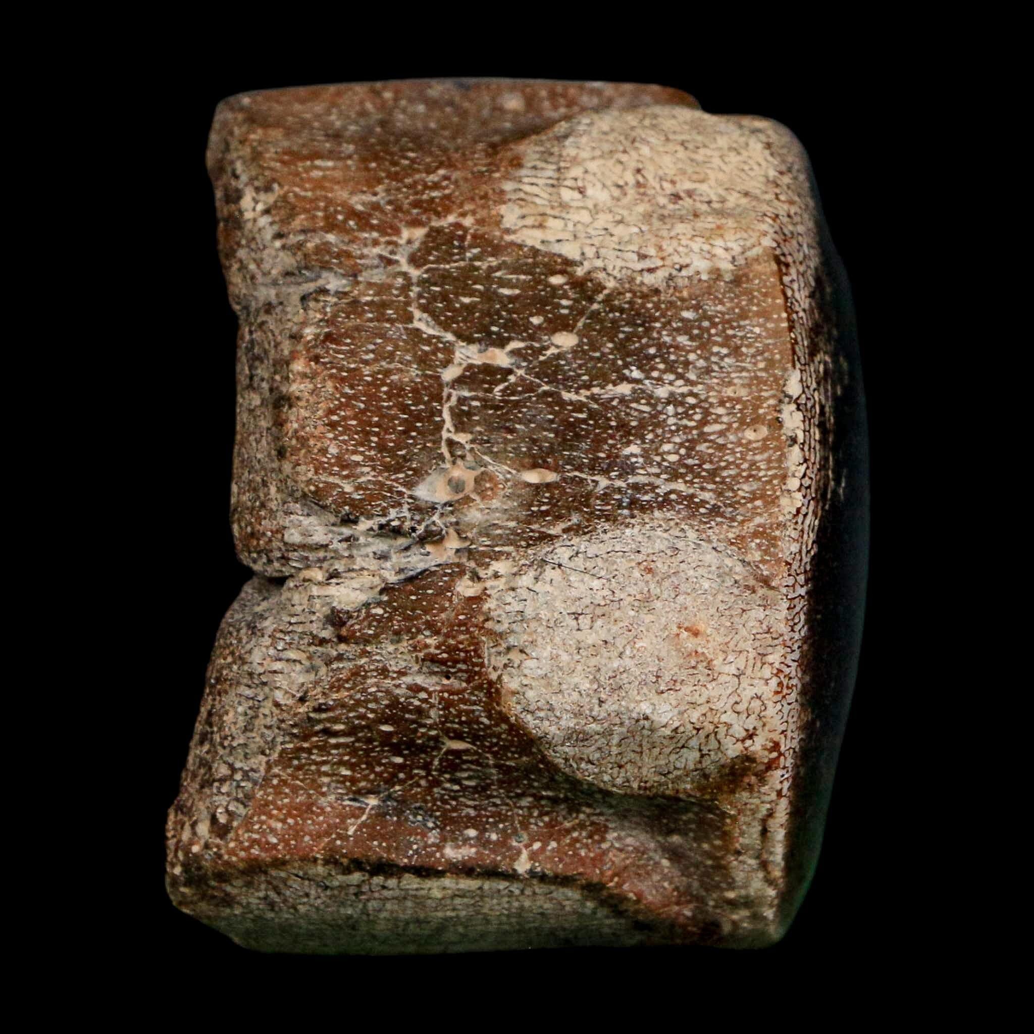 2" Mosasaur Fossil Polished Vertebrae Cretaceous Dinosaur Era TX Ozan FM COA, Stand - Fossil Age Minerals