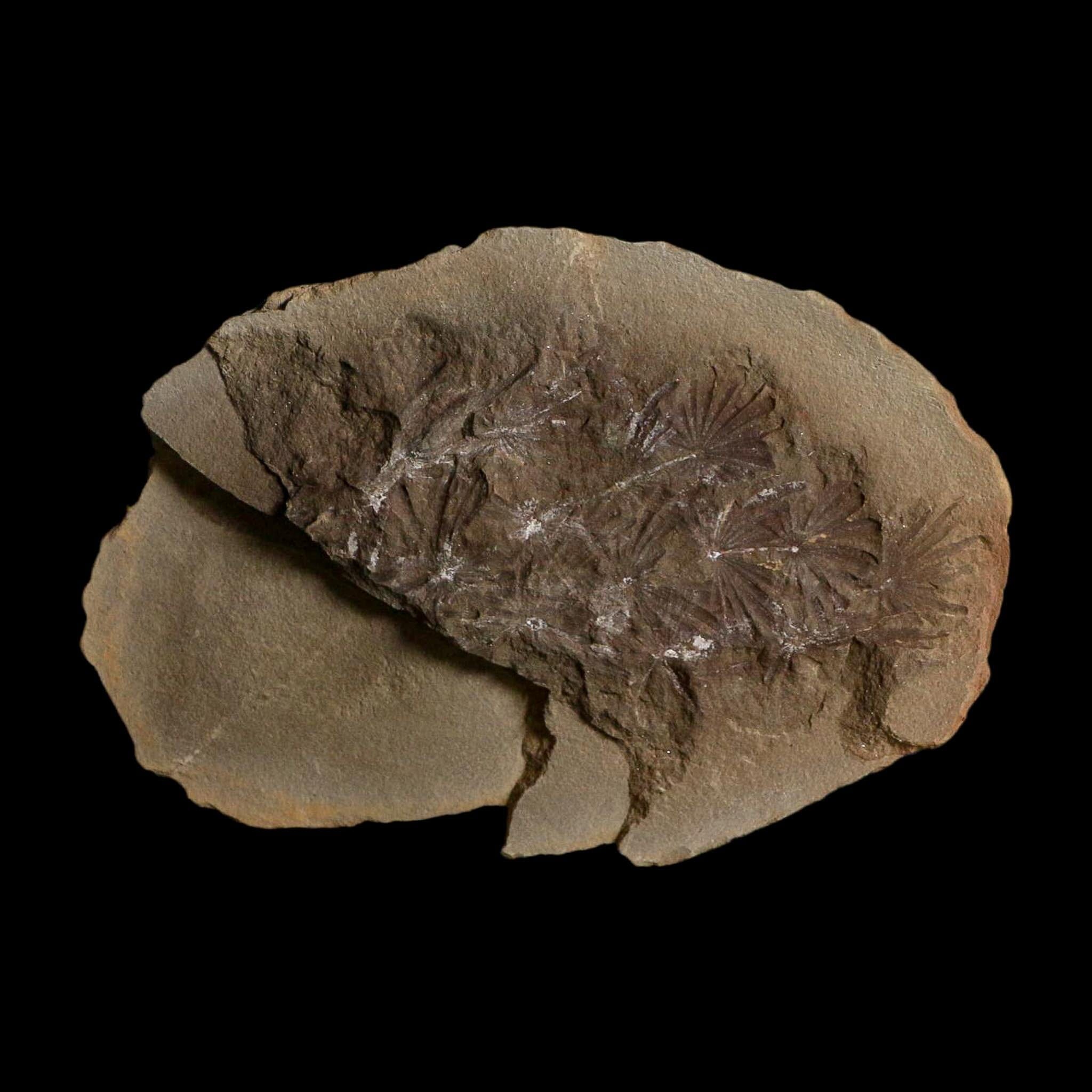 3.5" Annularia Fossil Leaves Mazon Creek Nodule Pennsylvanian Age Split-Pair - Fossil Age Minerals