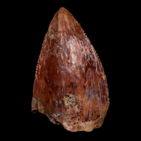 0.7" Phytosaur Fossil Tooth Triassic Age Archosaur Redonda FM NM COA & Display