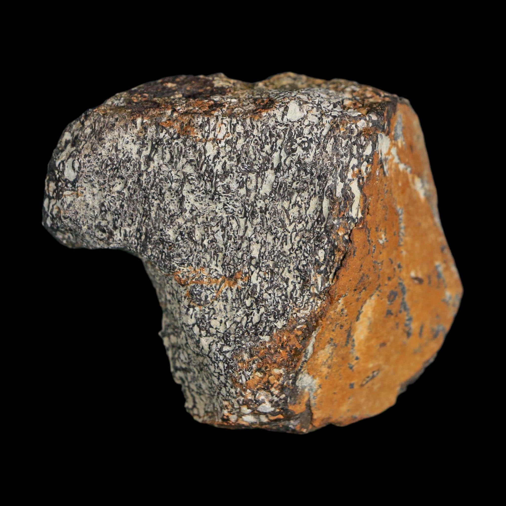 1.9" Stegosaurus Fossil Bone Specimen Morrison FM Wyoming Jurassic Age Dinosaur COA