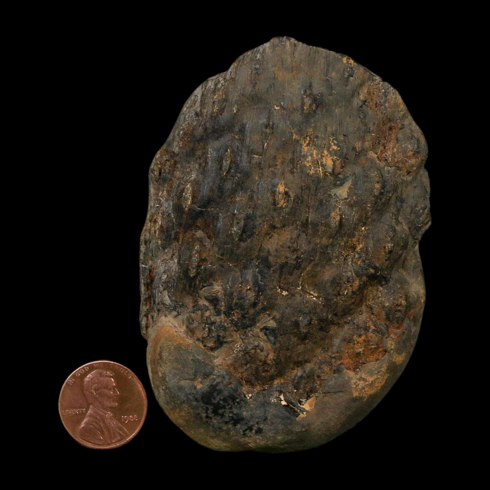 3.4" Lepidodendron Fossil Mark Mazon Creek Nodule Pennsylvanian Age Illinois - Fossil Age Minerals