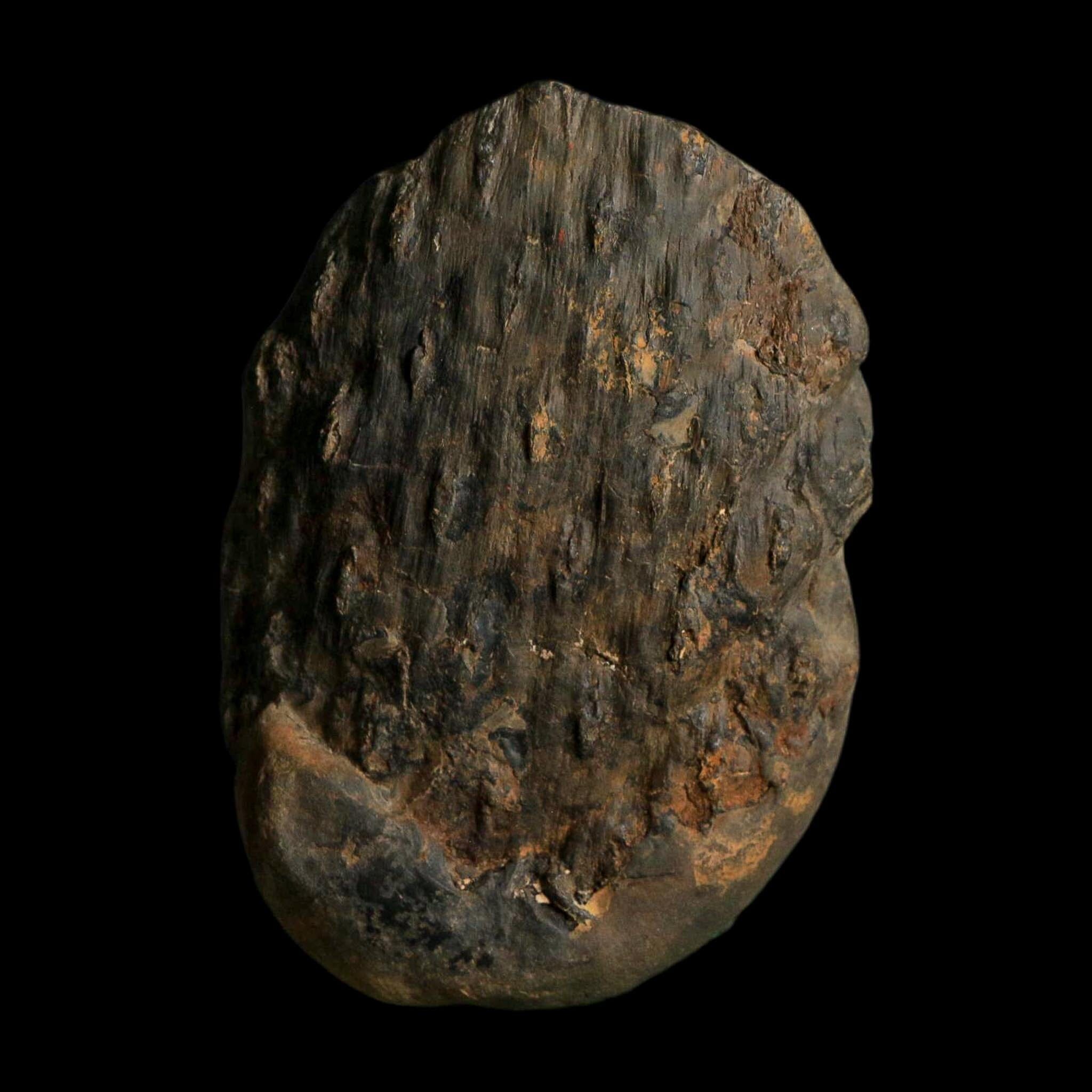 3.4" Lepidodendron Fossil Mark Mazon Creek Nodule Pennsylvanian Age Illinois - Fossil Age Minerals