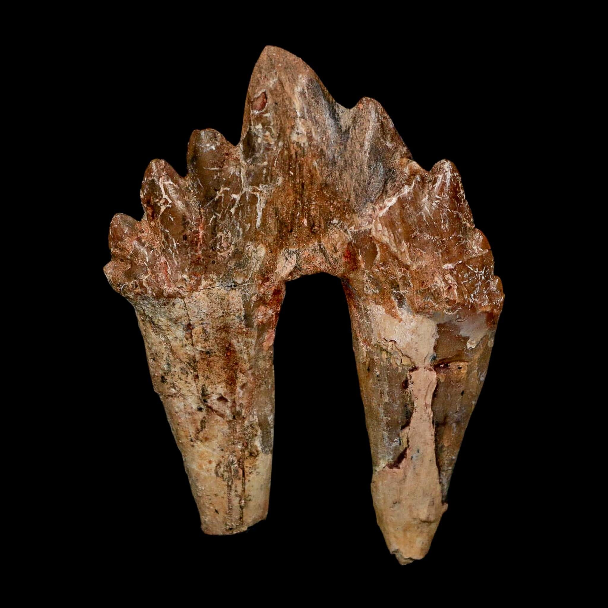 2.6" Basilosaurus Tooth Rooted Prehistoric Whale 34 Mil Yrs Old Late Eocene COA - Fossil Age Minerals