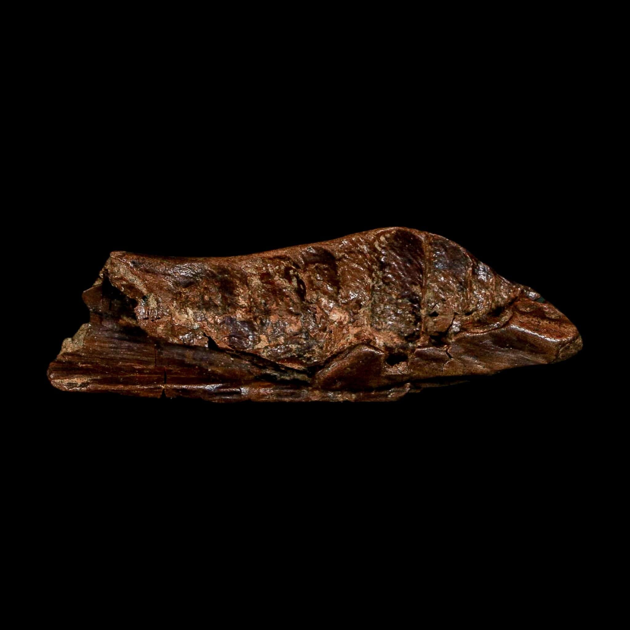1.8" Crocodile Borealosuchus Fossil Jaw Section Judith River FM Montana COA - Fossil Age Minerals