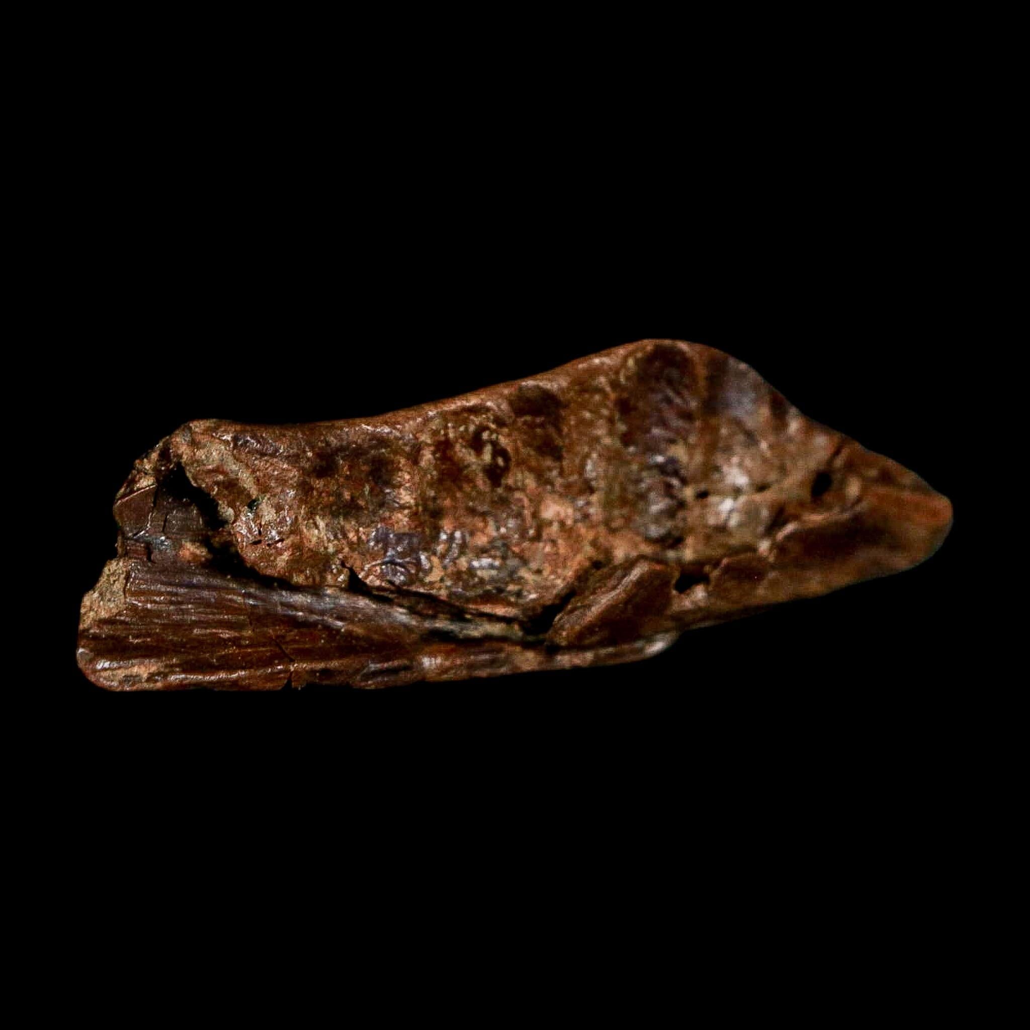 1.8" Crocodile Borealosuchus Fossil Jaw Section Judith River FM Montana COA - Fossil Age Minerals