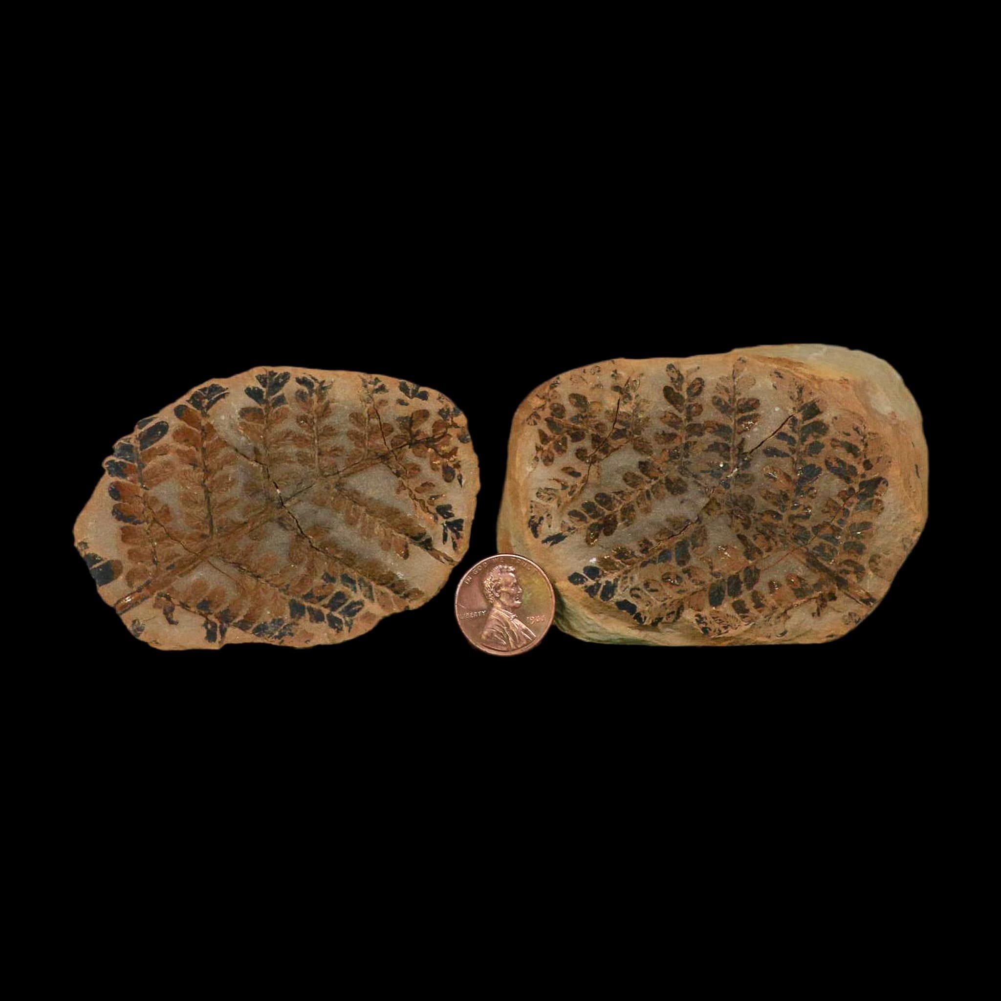 2.9" Pecopteris Clintoni Fossil Leaves Mazon Creek Nodule Pennsylvanian Age Split-Pair - Fossil Age Minerals