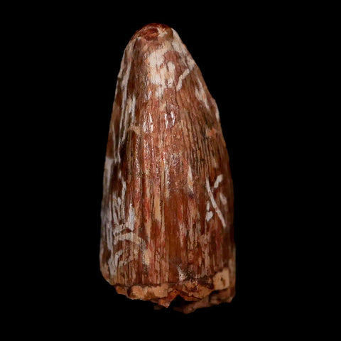 1" Phytosaur Fossil Tooth Triassic Age Archosaur Redonda FM NM COA & Display - Fossil Age Minerals