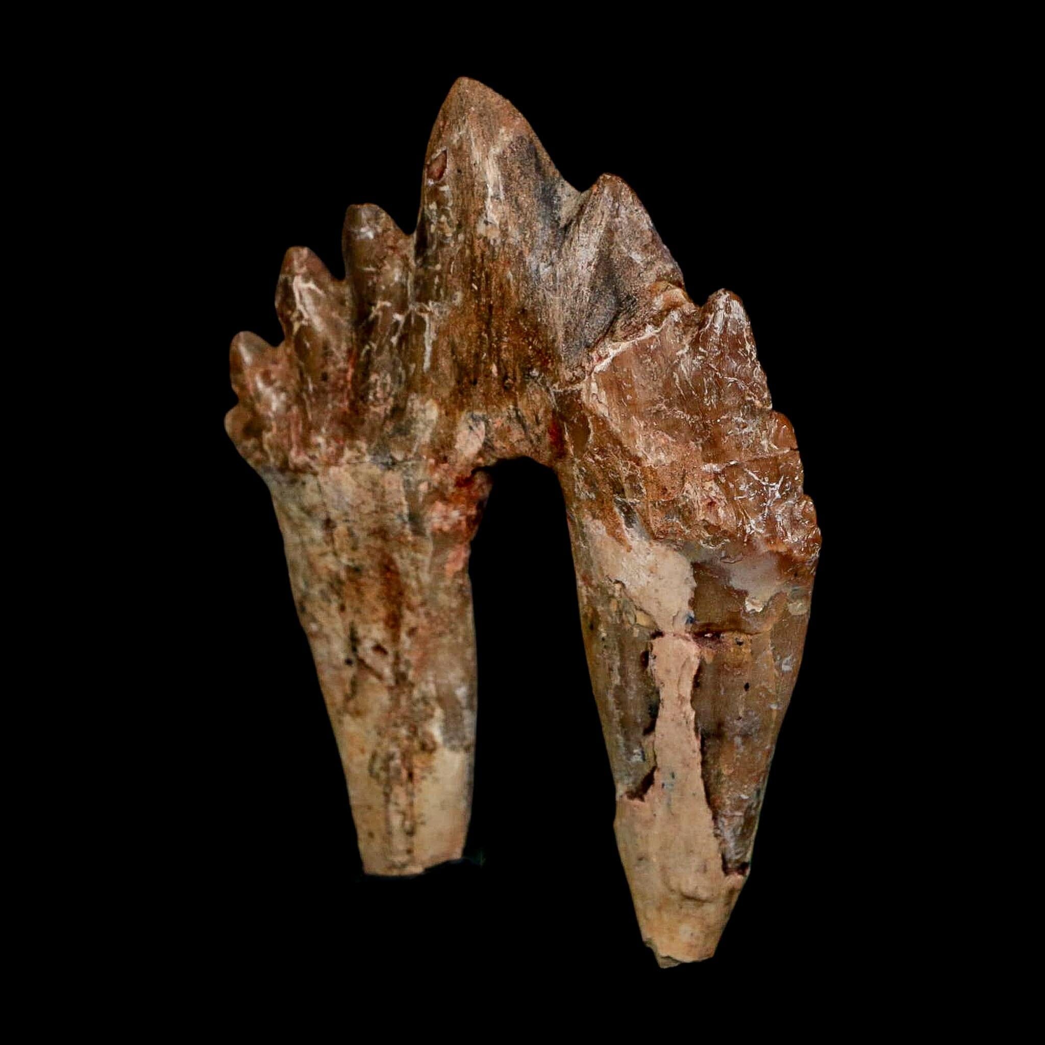 2.6" Basilosaurus Tooth Rooted Prehistoric Whale 34 Mil Yrs Old Late Eocene COA - Fossil Age Minerals