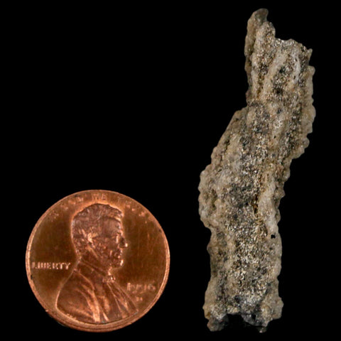 1.7" Fulgurite Petrified Lightning Strike Glass Sahara Desert Algeria - Fossil Age Minerals