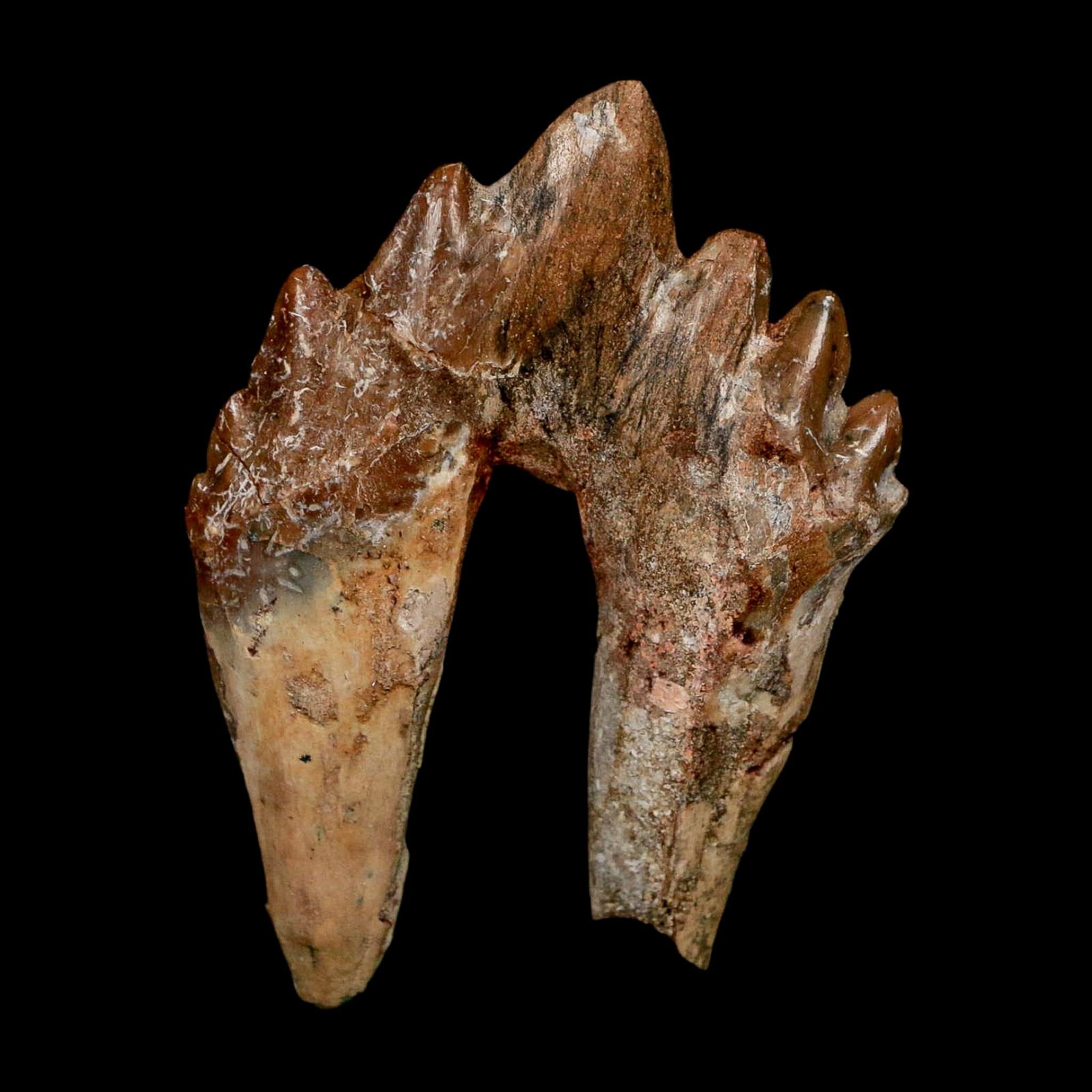 2.6" Basilosaurus Tooth Rooted Prehistoric Whale 34 Mil Yrs Old Late Eocene COA - Fossil Age Minerals