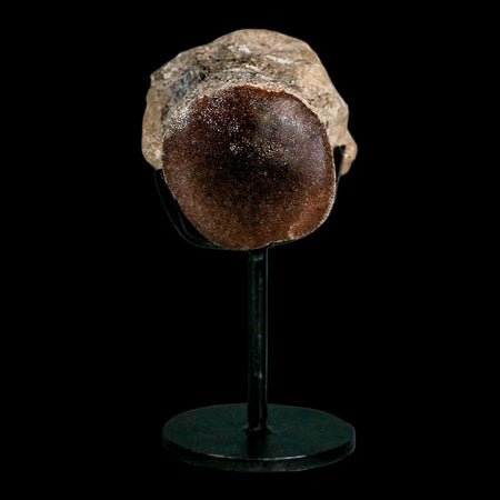 2.5" Mosasaur Fossil Polished Vertebrae Cretaceous Dinosaur Era TX Ozan FM COA, Stand