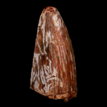 1" Phytosaur Fossil Tooth Triassic Age Archosaur Redonda FM NM COA & Display