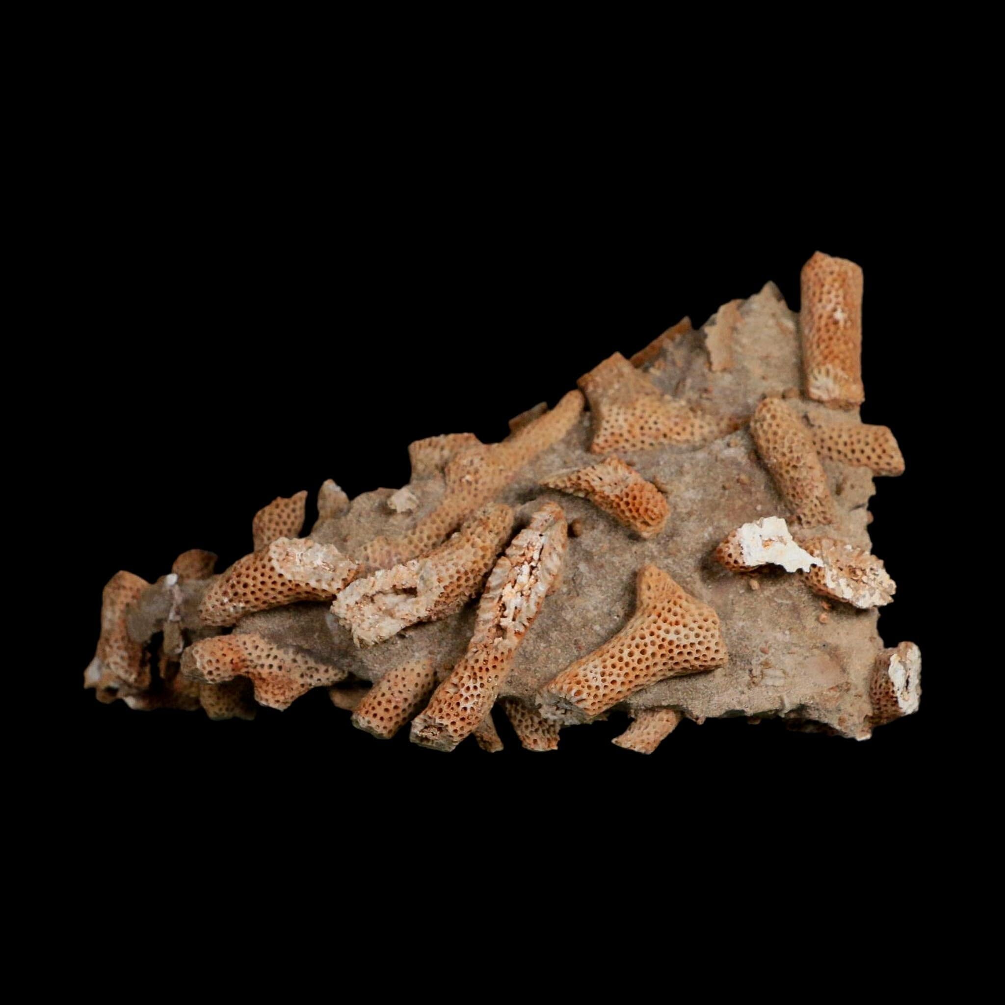 3.6" Thamnopora SP Coral Fossil Coral Reef Devonian Age Verde Valley, Arizona