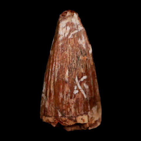 1" Phytosaur Fossil Tooth Triassic Age Archosaur Redonda FM NM COA & Display - Fossil Age Minerals