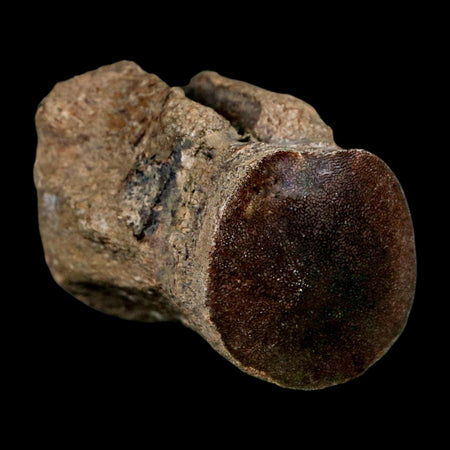 2.5" Mosasaur Fossil Polished Vertebrae Cretaceous Dinosaur Era TX Ozan FM COA, Stand