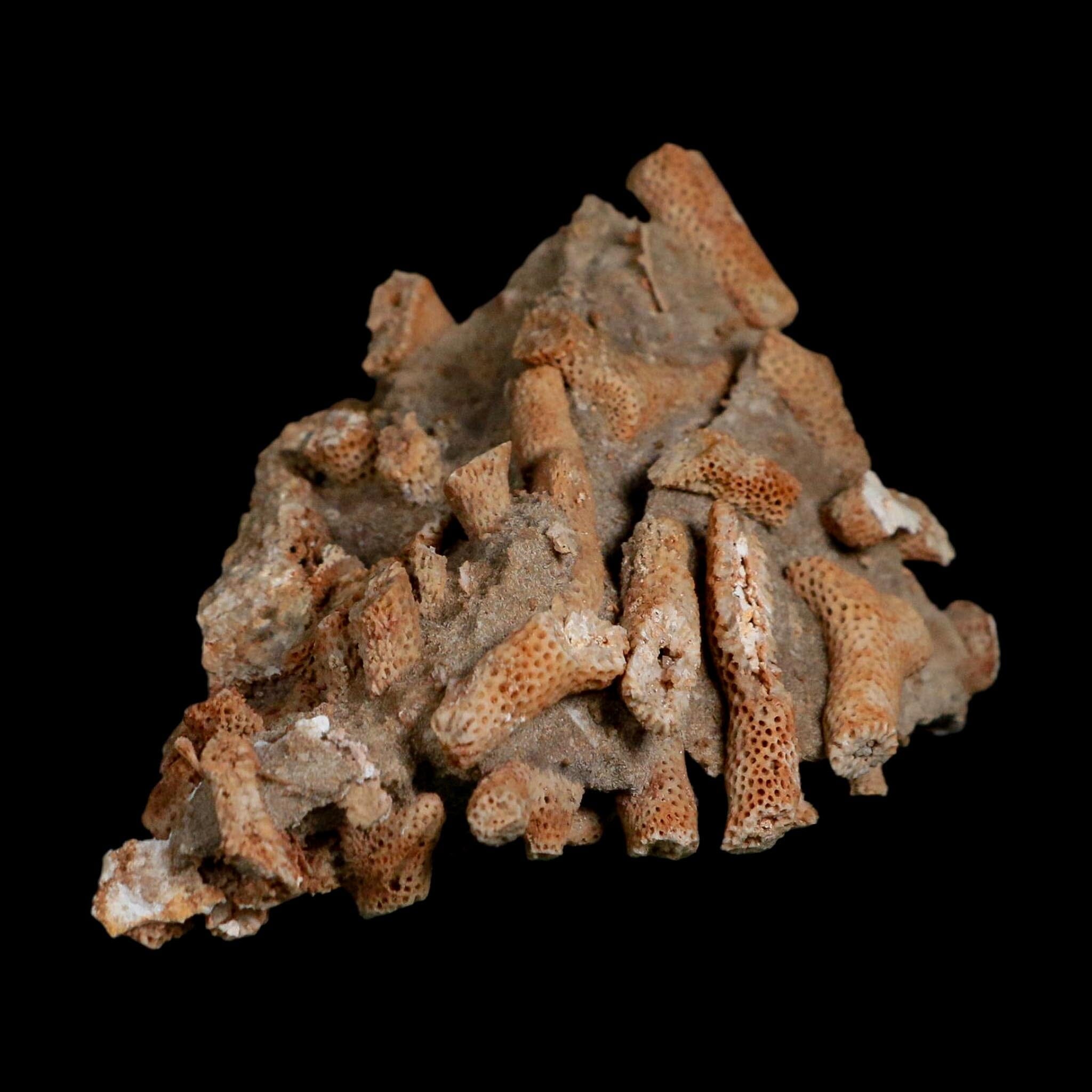 3.6" Thamnopora SP Coral Fossil Coral Reef Devonian Age Verde Valley, Arizona