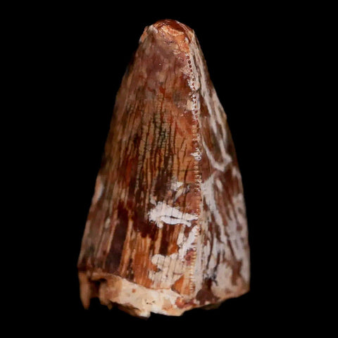 1" Phytosaur Fossil Tooth Triassic Age Archosaur Redonda FM NM COA & Display - Fossil Age Minerals