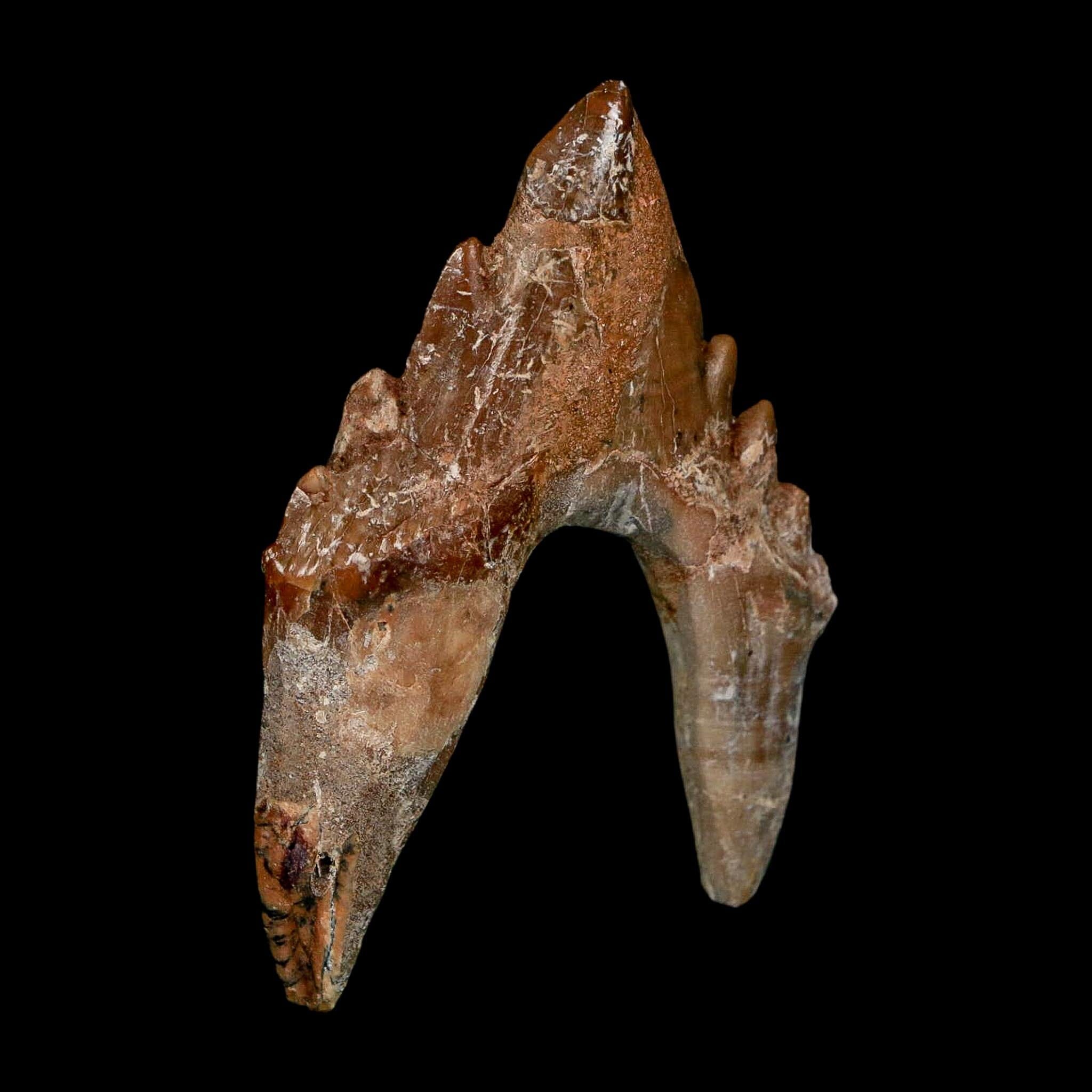 2.7" Basilosaurus Tooth Rooted Prehistoric Whale 34 Mil Yrs Old Late Eocene COA - Fossil Age Minerals