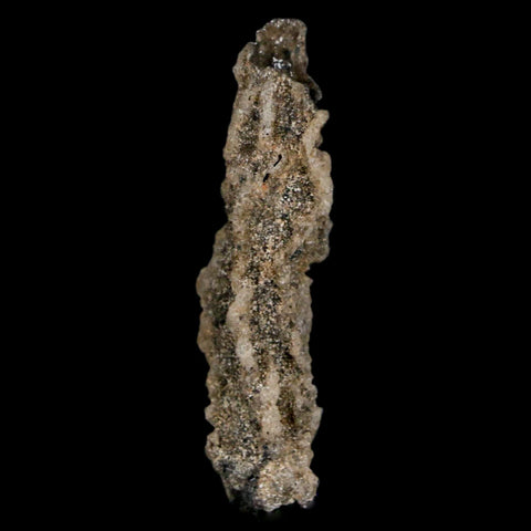1.7" Fulgurite Petrified Lightning Strike Glass Sahara Desert Algeria - Fossil Age Minerals