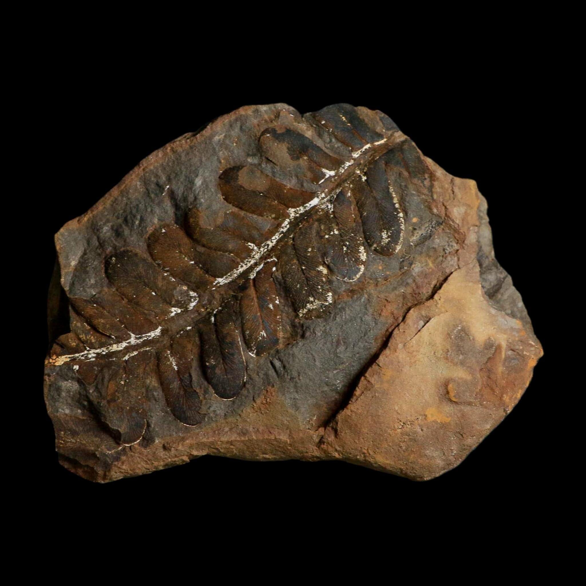 4.1" Neuropteris Fossil Leaves Mazon Creek Nodule Pennsylvanian Age Split-Pair - Fossil Age Minerals