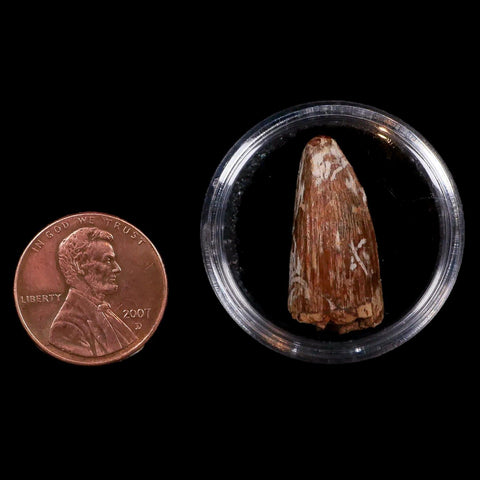 1" Phytosaur Fossil Tooth Triassic Age Archosaur Redonda FM NM COA & Display - Fossil Age Minerals