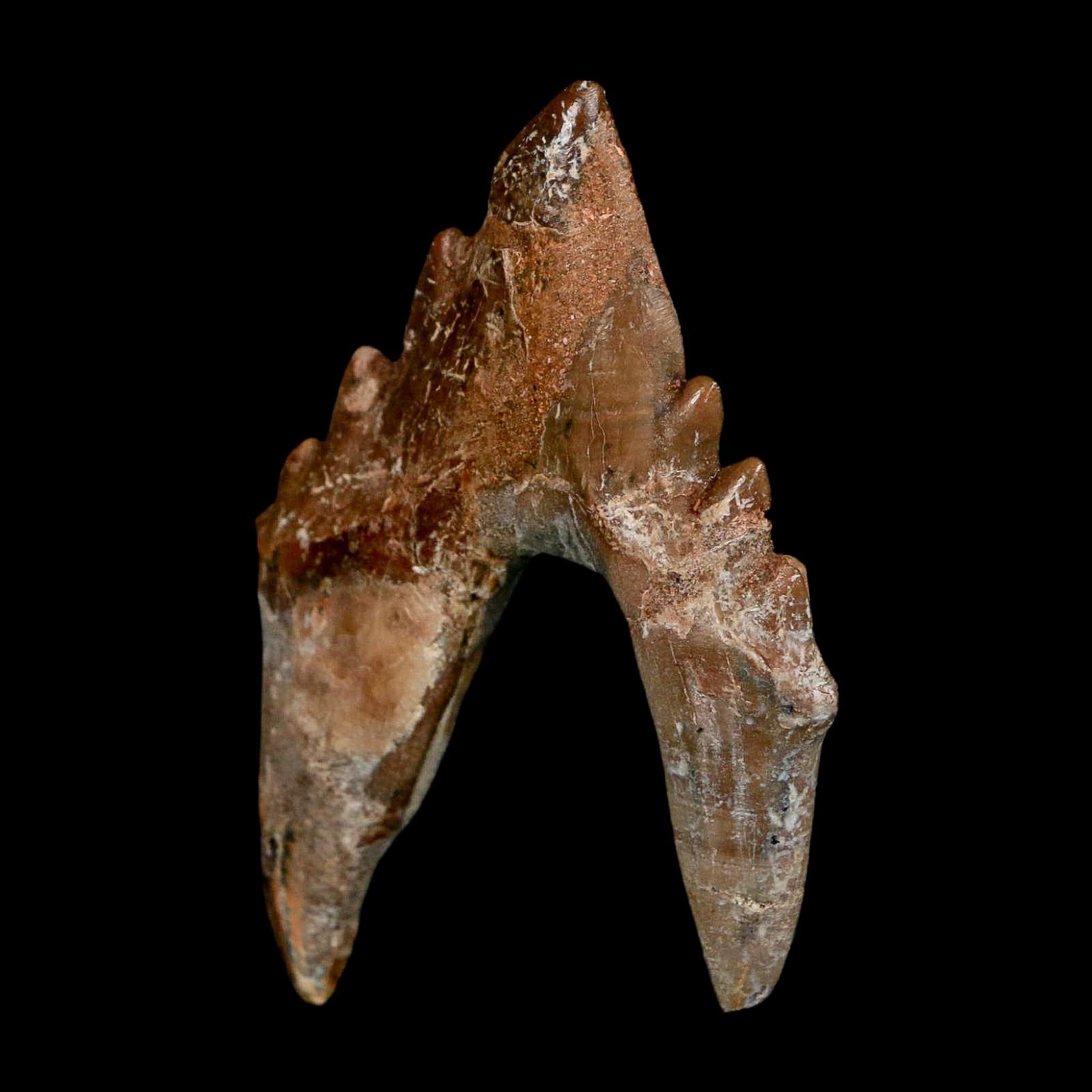 2.7" Basilosaurus Tooth Rooted Prehistoric Whale 34 Mil Yrs Old Late Eocene COA - Fossil Age Minerals