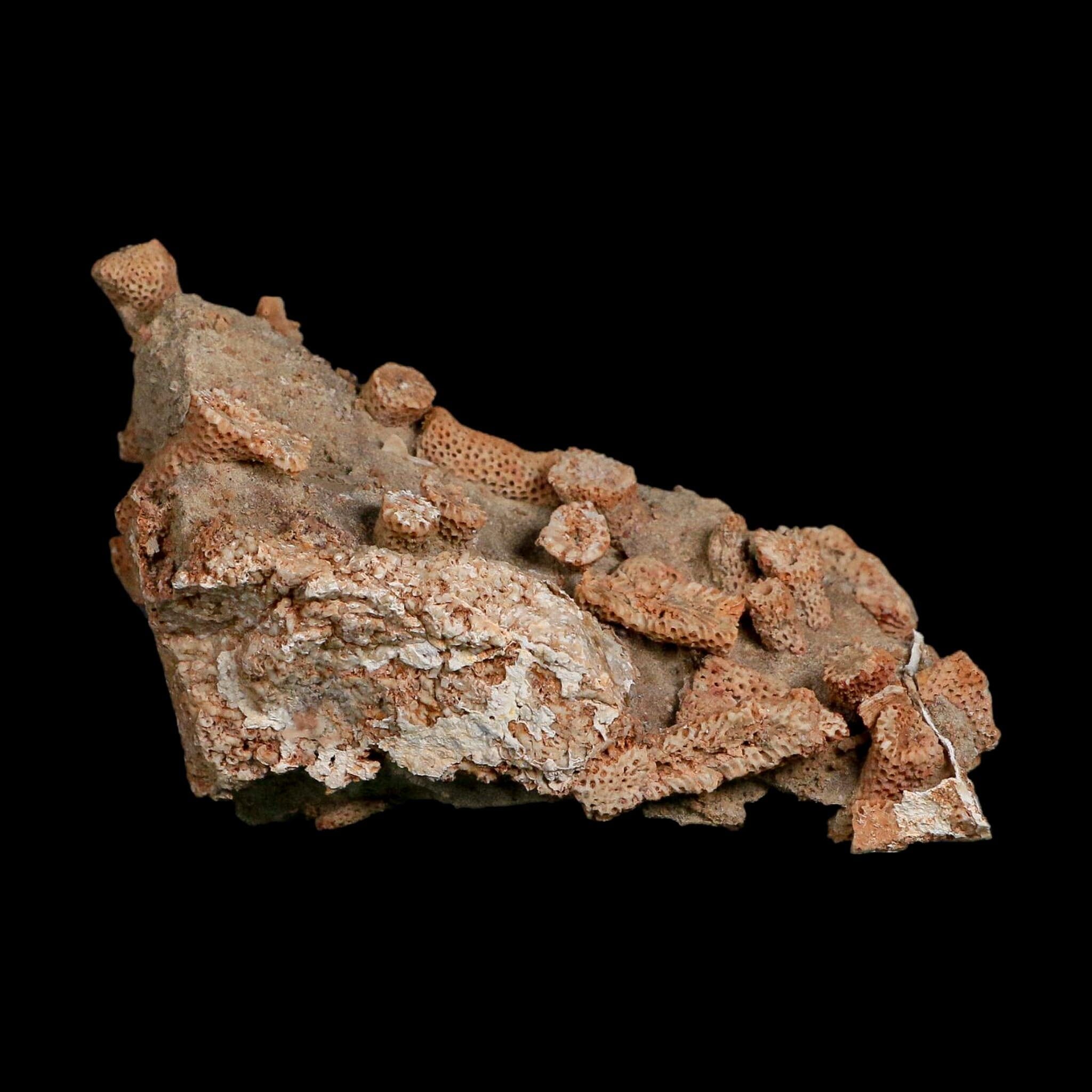 3.6" Thamnopora SP Coral Fossil Coral Reef Devonian Age Verde Valley, Arizona