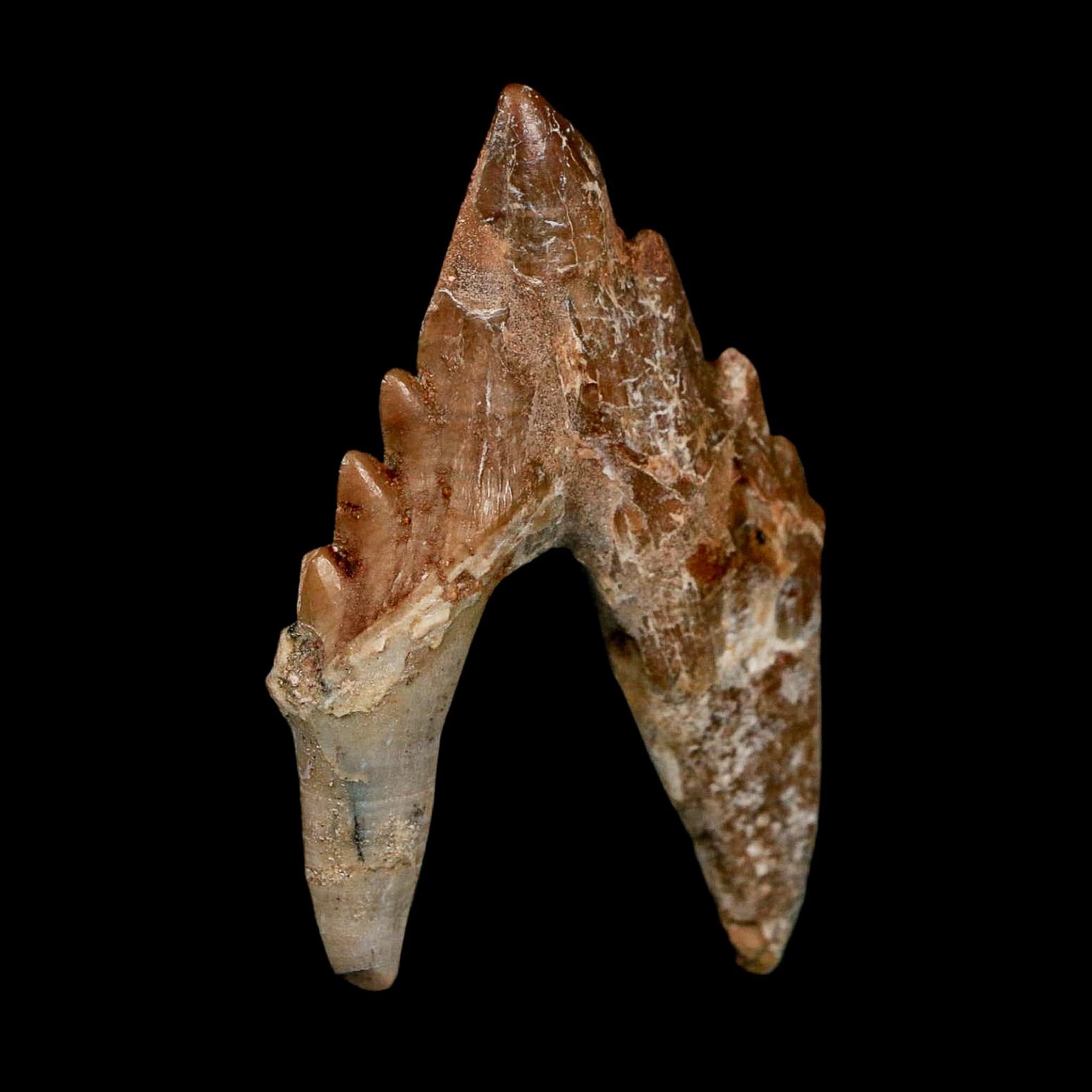 2.7" Basilosaurus Tooth Rooted Prehistoric Whale 34 Mil Yrs Old Late Eocene COA - Fossil Age Minerals