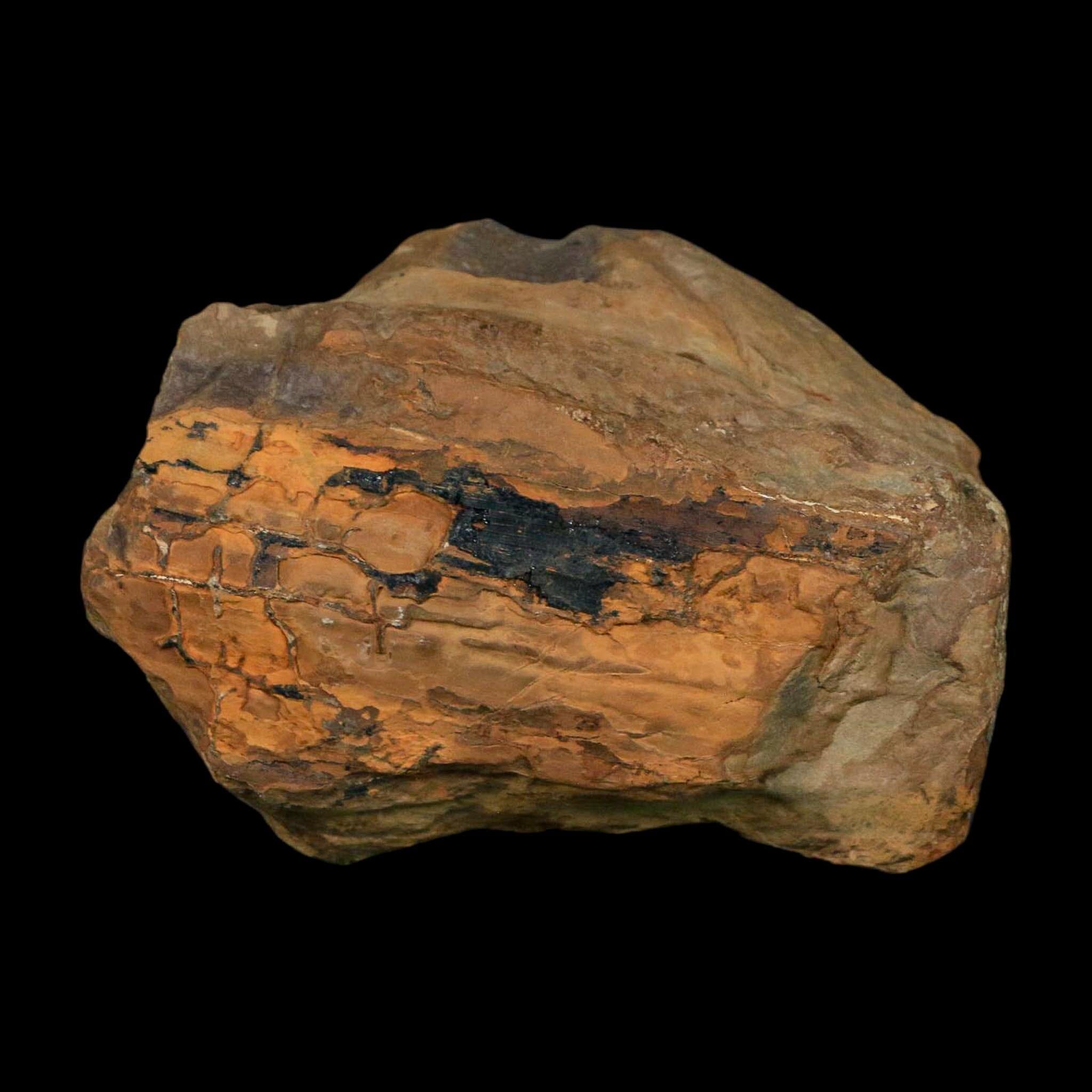 4.1" Neuropteris Fossil Leaves Mazon Creek Nodule Pennsylvanian Age Split-Pair - Fossil Age Minerals