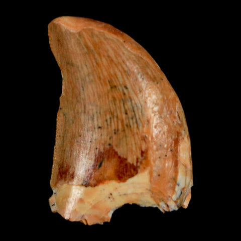 0.9" Carcharodontosaurus Fossil Tooth Cretaceous Dinosaur Morocco COA, Display - Fossil Age Minerals