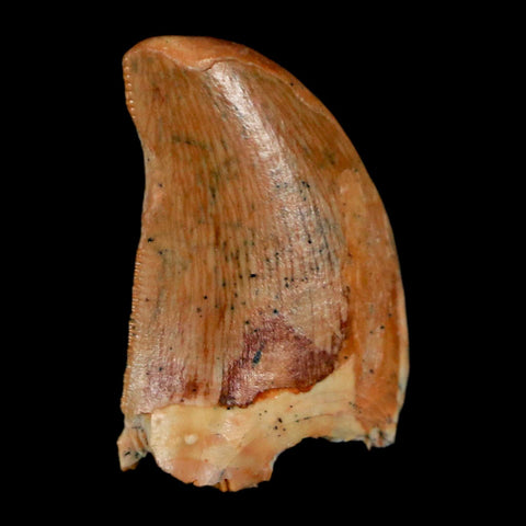 0.9" Carcharodontosaurus Fossil Tooth Cretaceous Dinosaur Morocco COA, Display - Fossil Age Minerals