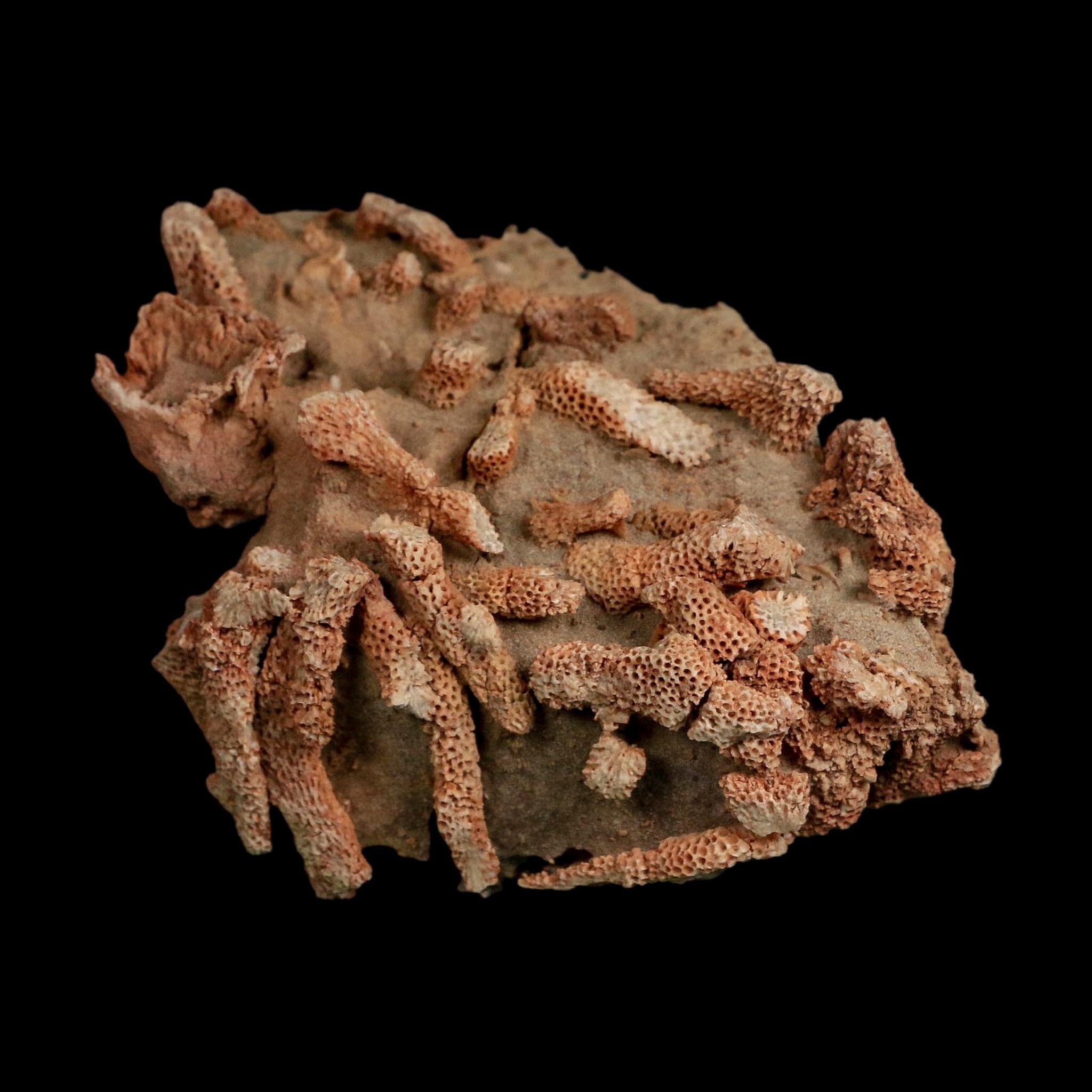 3.8" Thamnopora SP Coral Fossil Coral Reef Devonian Age Verde Valley, Arizona