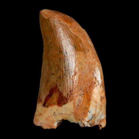 0.9" Carcharodontosaurus Fossil Tooth Cretaceous Dinosaur Morocco COA, Display - Fossil Age Minerals
