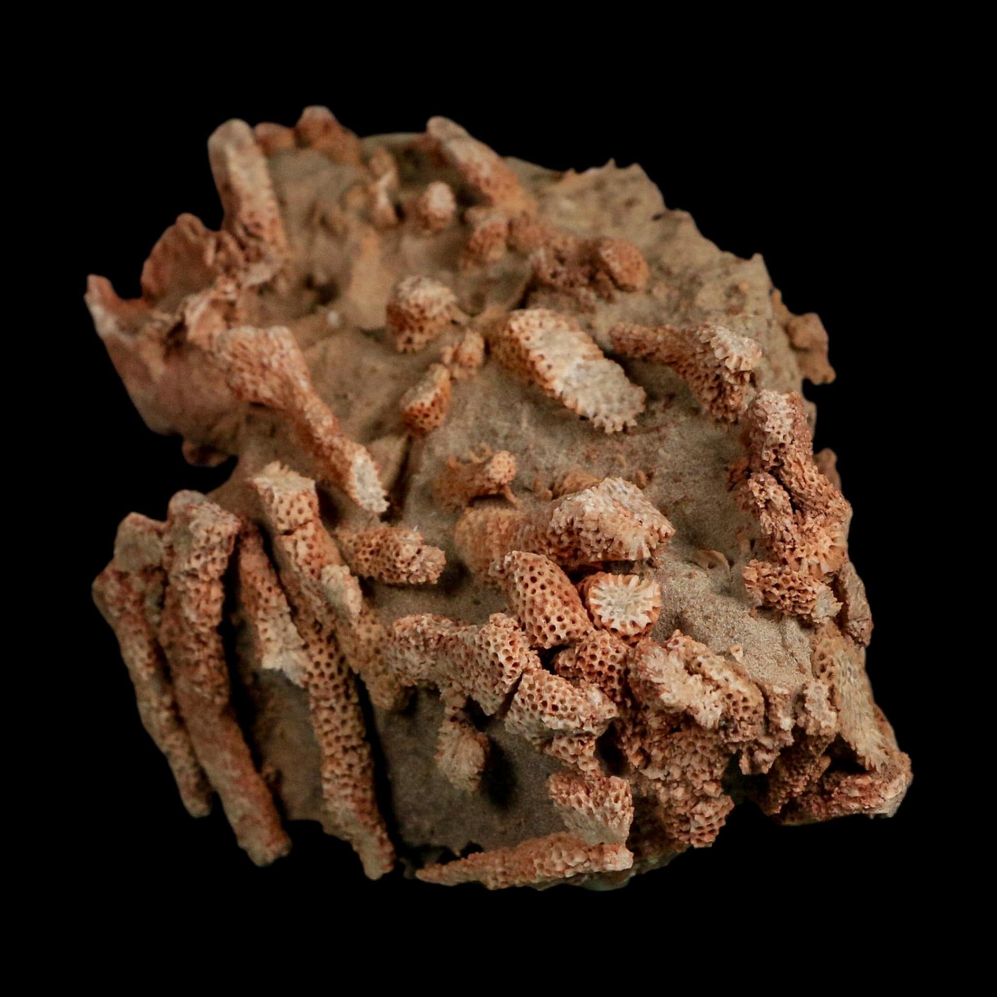 3.8" Thamnopora SP Coral Fossil Coral Reef Devonian Age Verde Valley, Arizona