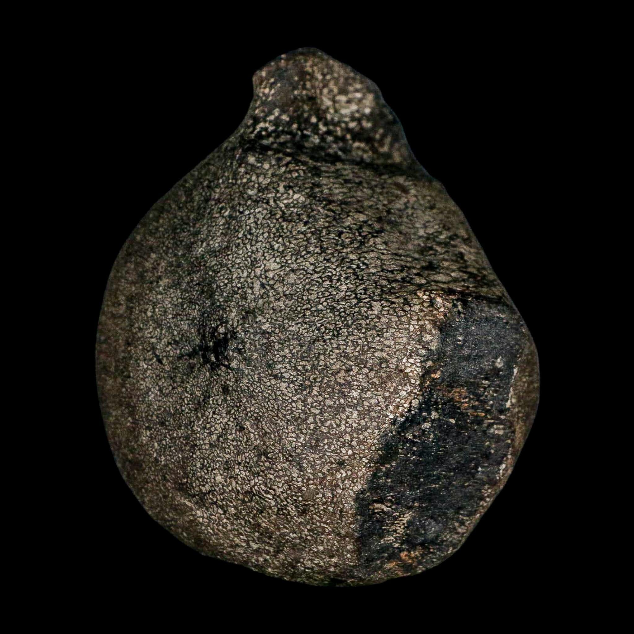 3.1" Hypacrosaurus Dinosaur Fossil Vertebrae Two Medicine FM Montana COA - Fossil Age Minerals